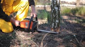 Best Commercial Tree Services  in Bellaire, OH